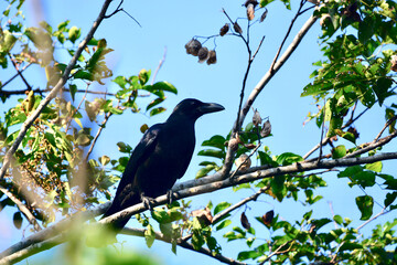 crow on a branch