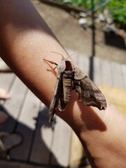 A moth sits on a human hand.