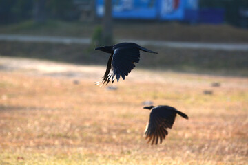 crow on the grass