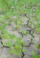 Many green plants grow on dry cracked earth without water