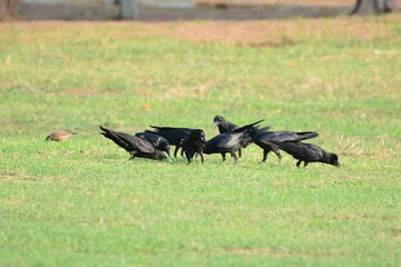 crow on the ground