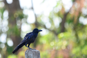 crow on the fence