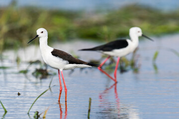 セイタカシギ(Black-winged Stilt)