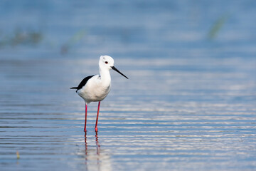 セイタカシギ(Black-winged Stilt)