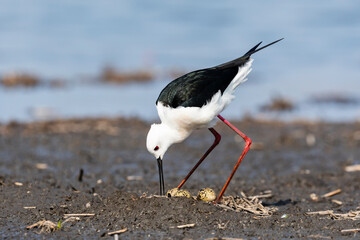 セイタカシギの巣と卵(Black-winged Stilt)