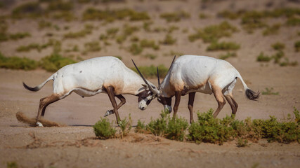 Arabian Oryx in the rut in the dry plains of the Arabian Peninsula at the Dubai Desert Conservation Reserve, Dubai 
