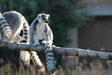 Cute group of Lemurs