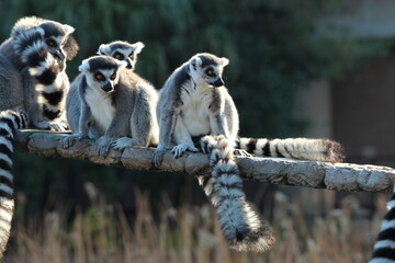 Group of lemurs