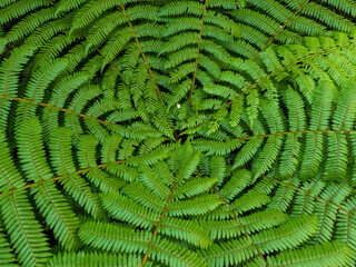 green fern background © Arhiliel