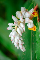 Fototapeta na wymiar Close-up of flowers of white and pink shell ginger