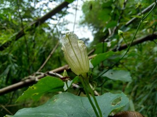 Coccinia grandis (also known as timun merah, kemarungan, ivy gourd, scarlet gourd, tindora, kowai fruit) with a natural background.