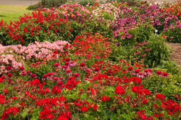 Sydney Australia, view across garden bed of bright spring flowers including red geraniums and salvia © KarinD