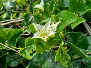 Coccinia grandis (also known as timun merah, kemarungan, ivy gourd, scarlet gourd, tindora, kowai fruit) with a natural background.