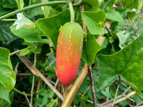 Coccinia grandis (also known as timun merah, kemarungan, ivy gourd, scarlet gourd, tindora, kowai fruit) with a natural background.