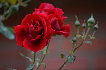 Red rose in green garden Kenya flower farm. Close up beautiful red coral rose on green branch &...