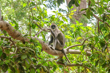 monkey on a tree