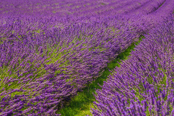Plakat Field of lavender. Blooming violet fragrant lavender flowers. Lavender field landscape.
