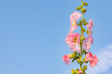 風に揺れるタチアオイと青空