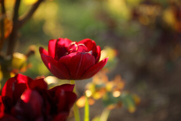 Beautiful blossoming red tulip outdoors on sunny spring day
