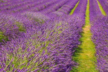 Plakat Field of lavender. Blooming violet fragrant lavender flowers. Lavender field landscape.
