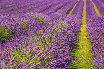 Field of lavender. Blooming violet fragrant lavender flowers. Lavender field landscape.