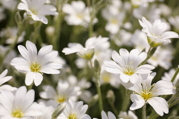 Closeup view of beautiful white meadowfoam field