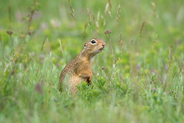 Naklejka na ściany i meble Cute European ground squirrel (Spermophilus citellus) in green grass.