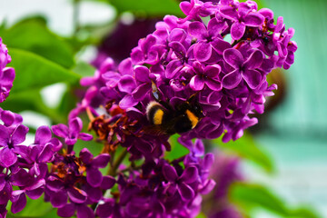lilac flower and bumblebee