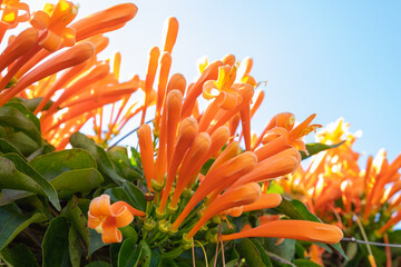 Orange Trumpet, Flame Flower and green leaves on a sunny day. Pyrostegia venusta., Miers