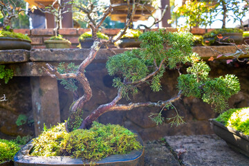 Bonsai trees or plants in the garden for tourists to visit. At the same time showing the sun that shines down