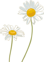 chamomiles drawing on white background. simple daisies illustration