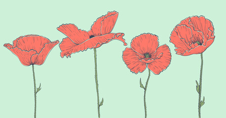 Set of decorative poppies, hand-drawn illustration