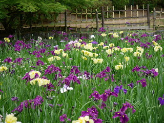 たくさんの菖蒲の花々