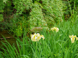 緑に囲まれた黄色い菖蒲