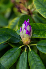 Bud of plant in the spring