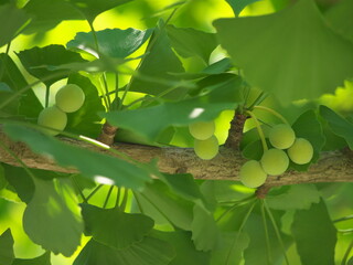 Tokyo,Japan-June 7, 2020: Very young Ginkgo nuts in early June. Its diameter is around 0.5 inches.
