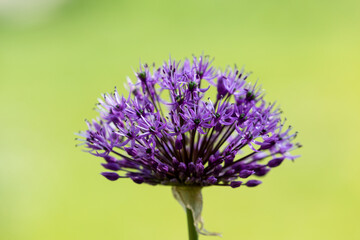 Petal of blooming plant in the spring
