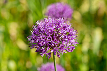 Petal of blooming plant in the spring