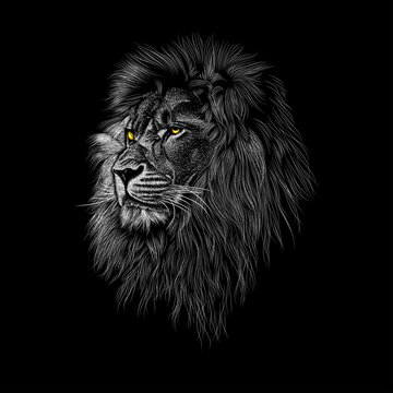 Lion animal illustration, nature conservation vector