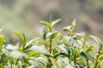 Tea leaves at Ang Khang Mountain , Chiang Mai , Thailand