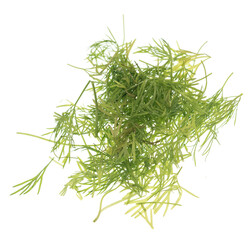 Dill on white