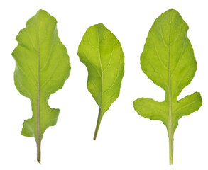 Arugula on white