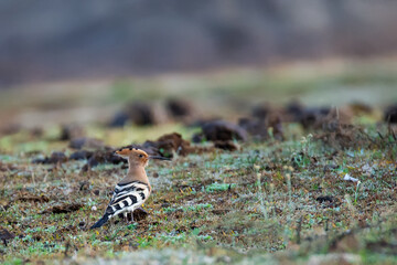 Eurasian hoopoe (Upupa epops). Bird in its natural environment.