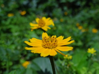 yellow flower with green background