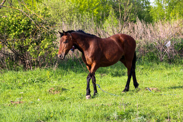 young bay mare walks on  green meadow on  sunny day. A brown slender horse grazes on fresh spring grass in clear weather.
