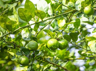 Lime tree with fruits closeup