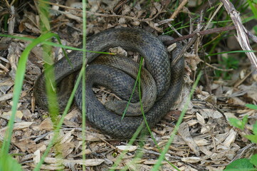 Dice snake resting on last year`s dry grass curled into a ball