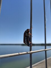 A funny may bug holds the dams of the metal fence of the bridge against the blue sky