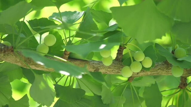 Tokyo,Japan-June 7, 2020: Very young Ginkgo nuts in early June. Its diameter is around 0.5 inches.
