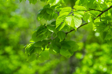 A branch with green leaves close-up on the right. Right place for text. Defocused green leaf background